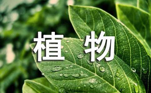 植物三年级作文