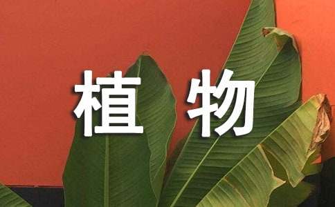 介绍植物作文700字